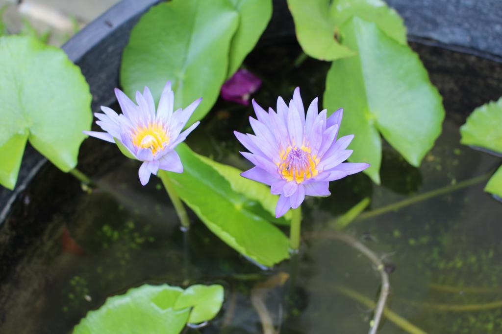 Phuc Thao Villa Hoi An Esterno foto